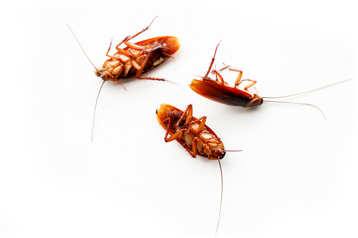 ¿Cucarachas en la cocina? Antes de comprar el primer spray, descubre qué insecticidas son realmente eficaces para tu hogar